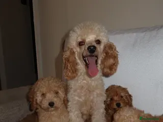 Toy Poodle dogs Toy poodle puppies - Advert 8