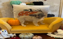 French Bulldog dogs for sale: Fluffy frenchie puppy **Ready Now** - Advert 7