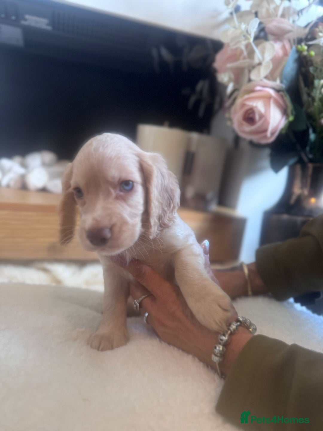 Cockapoo dogs for sale: Merle cockapoo  - Image 4
