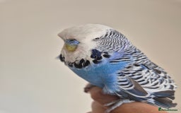 Budgerigars birds for sale: Tamed Cobalt exhibition cock - Image 6