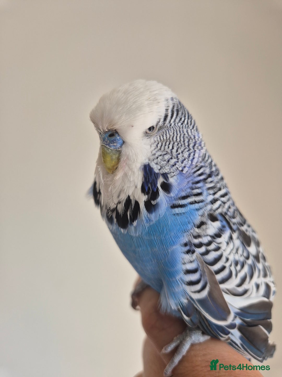 Budgerigars birds for sale: Tamed Cobalt exhibition cock - Image 6