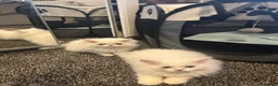 Persian cats for sale: ONLY 3/5 PERSIANS LEFT - Advert 6