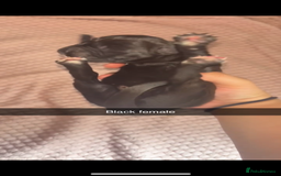 Cane Corso dogs for sale: Cane Corso first litter of puppies !! - Image 14