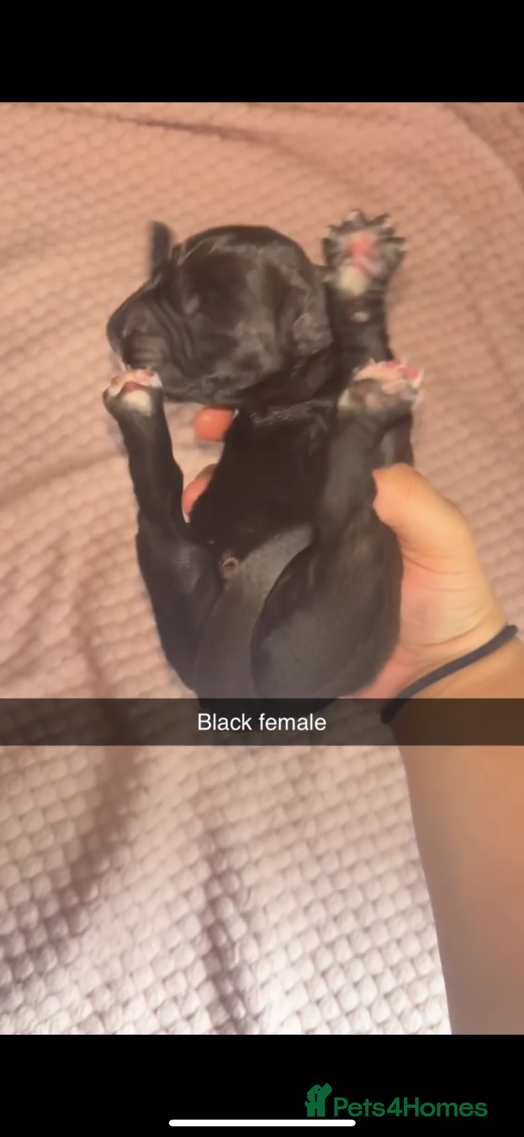 Cane Corso dogs for sale: Cane Corso first litter of puppies !! - Image 14