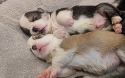 Welsh Corgi Pembroke dogs for sale: 9 Stunning Corgis  - Image 10