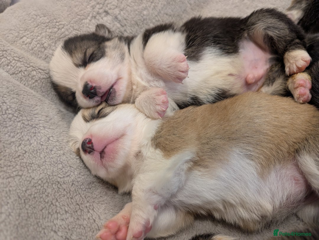 Welsh Corgi Pembroke dogs for sale: 9 Stunning Corgis  - Image 10