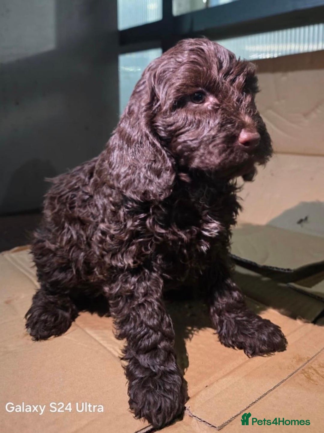 Cockapoo dogs for sale: cockapoos - Advert 3