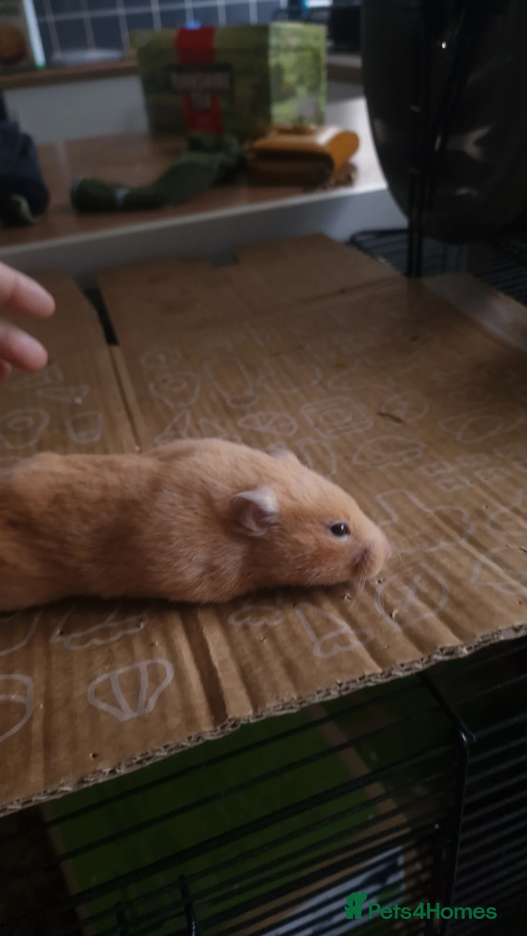 Hamster rodents for sale: Pedigree Syrian Hamsters  - Advert 7