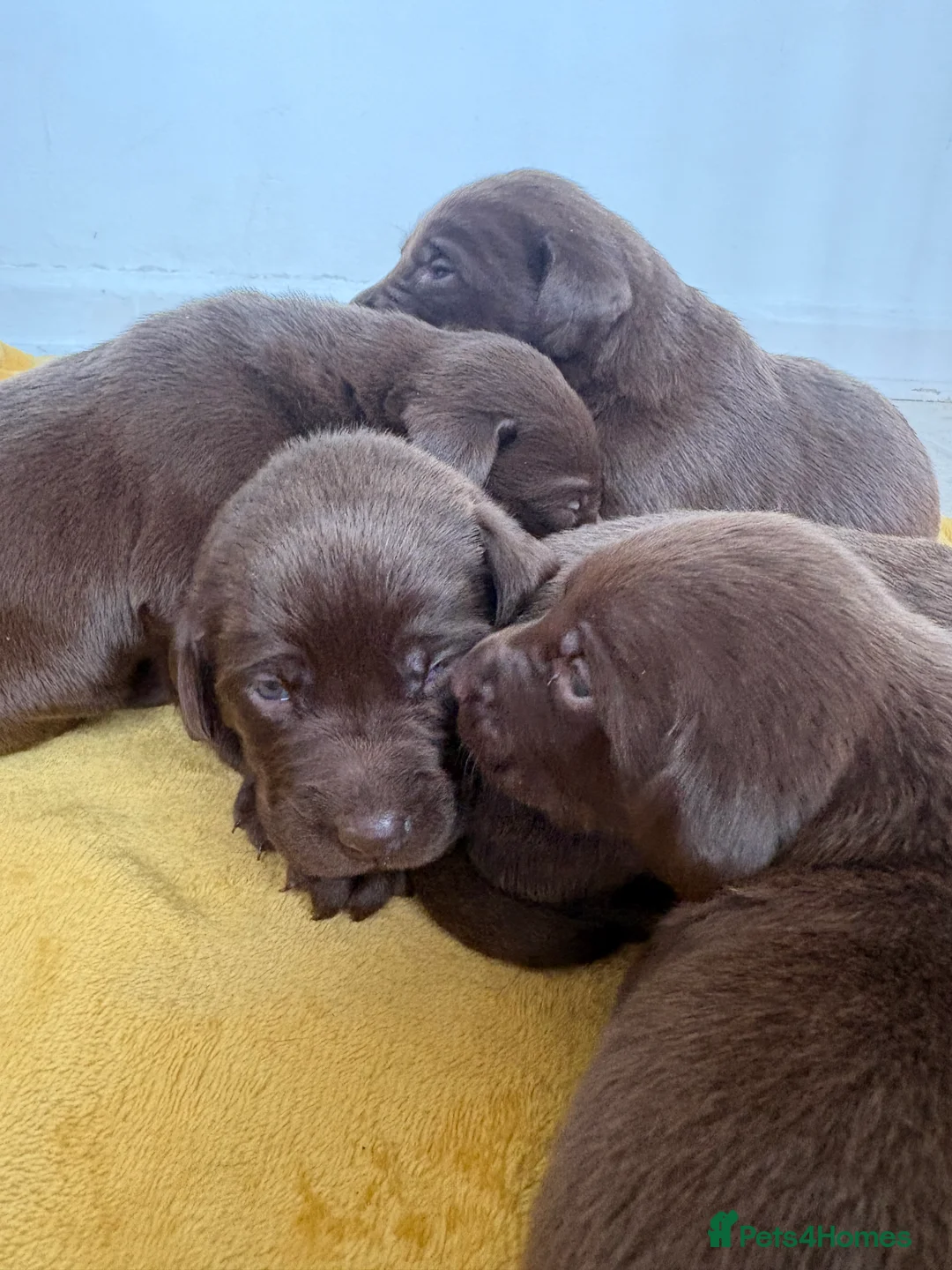 Labrador Retriever dogs for sale: ⭐️Gorgeous Kc Chocolate Labrador Puppies⭐️ - Advert 20