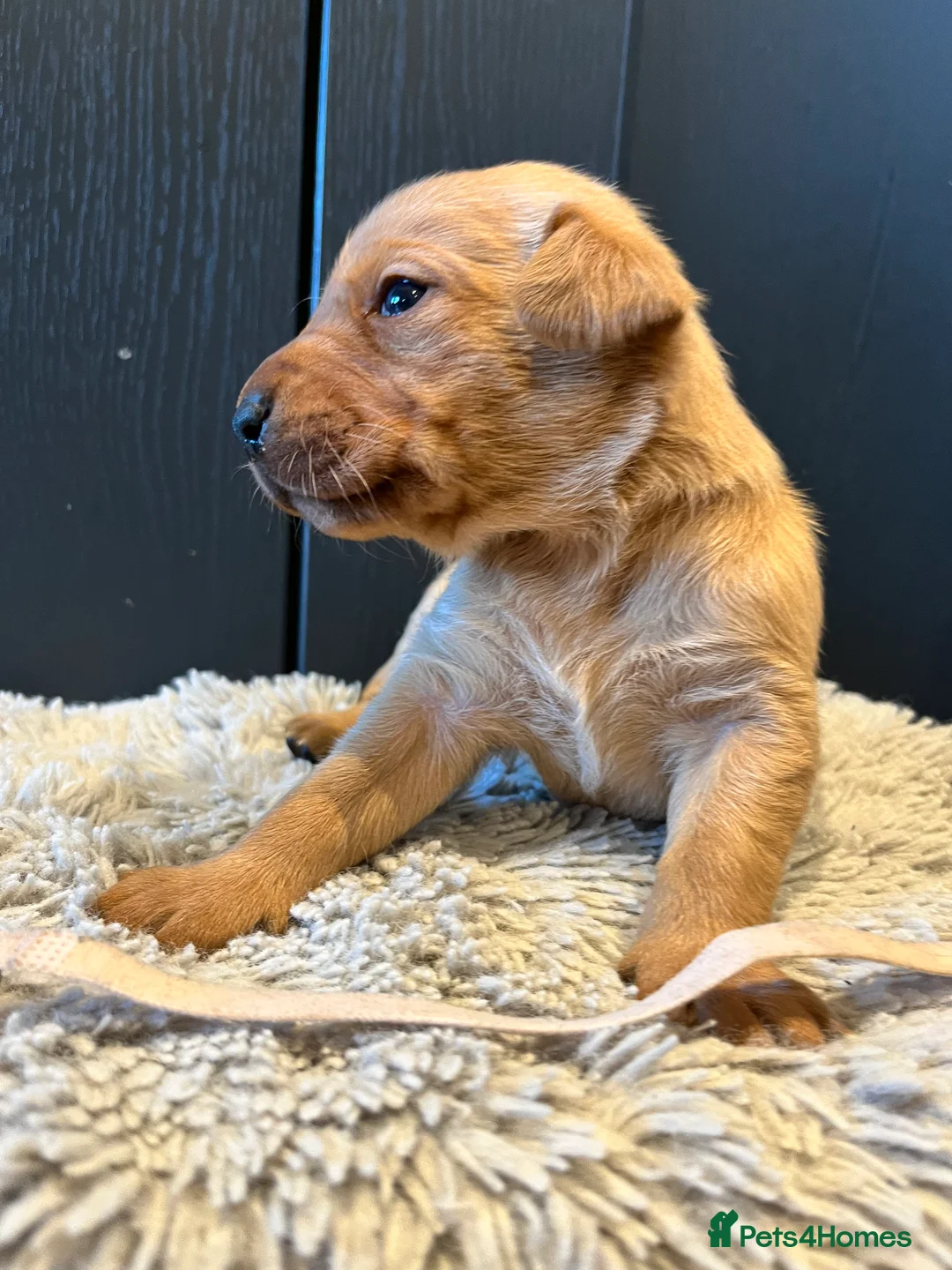 Labrador Retriever dogs for sale:  Fox red Labrador pups for sale, KC registered - Advert 25