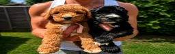 Mixed Breed dogs for sale: Ready now Aussie Bernedoodles - Advert 3