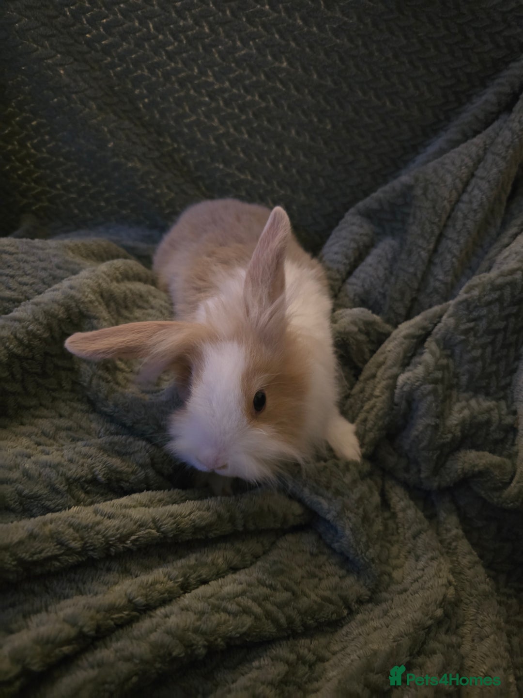 Mixed Breed rabbits for sale: Rabbits for sale.  - Advert 10