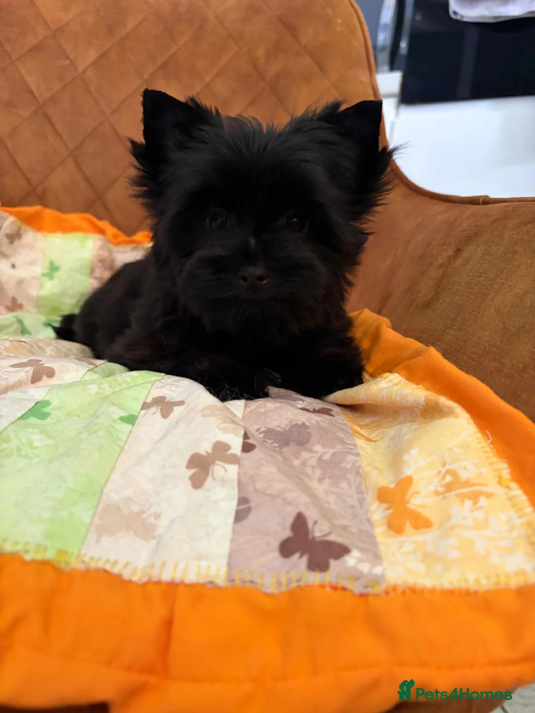 Yorkshire Terrier dogs for sale: Beautiful Yorkshire terrier pups🩵🩷 - Advert 2