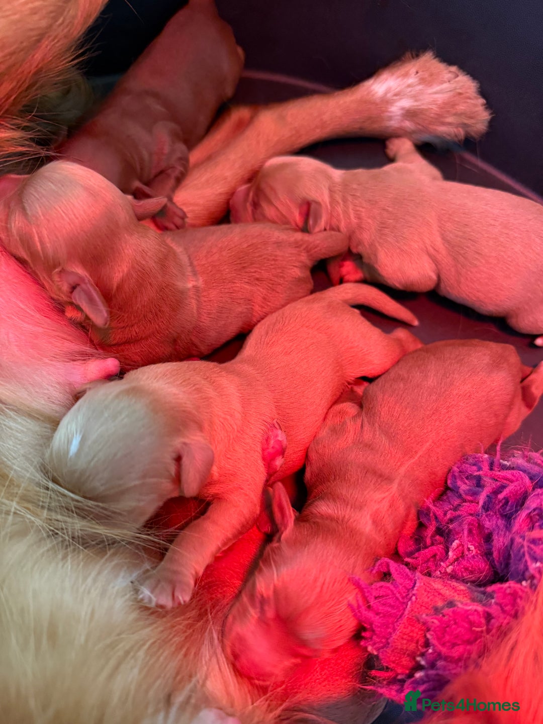 Cockapoo dogs for sale: Beautiful Health tested Toy Cockapoo Puppies - Image 3