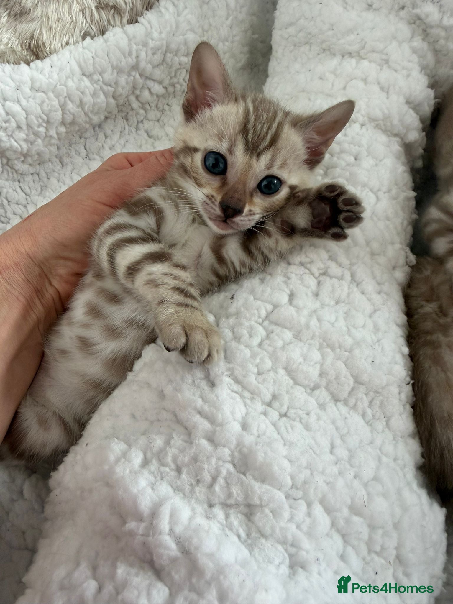 Bengal cats 🏆 Snow Lynx Bengal Kittens, TICA 5th Gen Pedigree - Advert 9