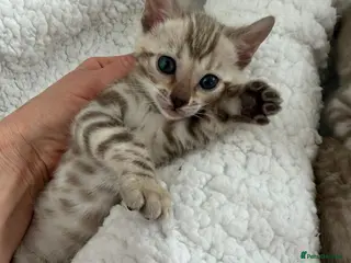 Bengal cats 🏆 Snow Lynx Bengal Kittens, TICA 5th Gen Pedigree - Advert 9
