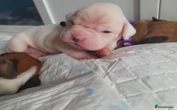 Boxer dogs for sale: Reduced last pup. Stunning Pedigree Boxer  - Advert 2