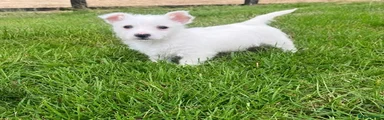 West Highland Terrier 2