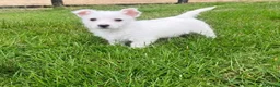 West Highland Terrier dogs for sale: Adorable west highland terrier puppies  - Advert 10