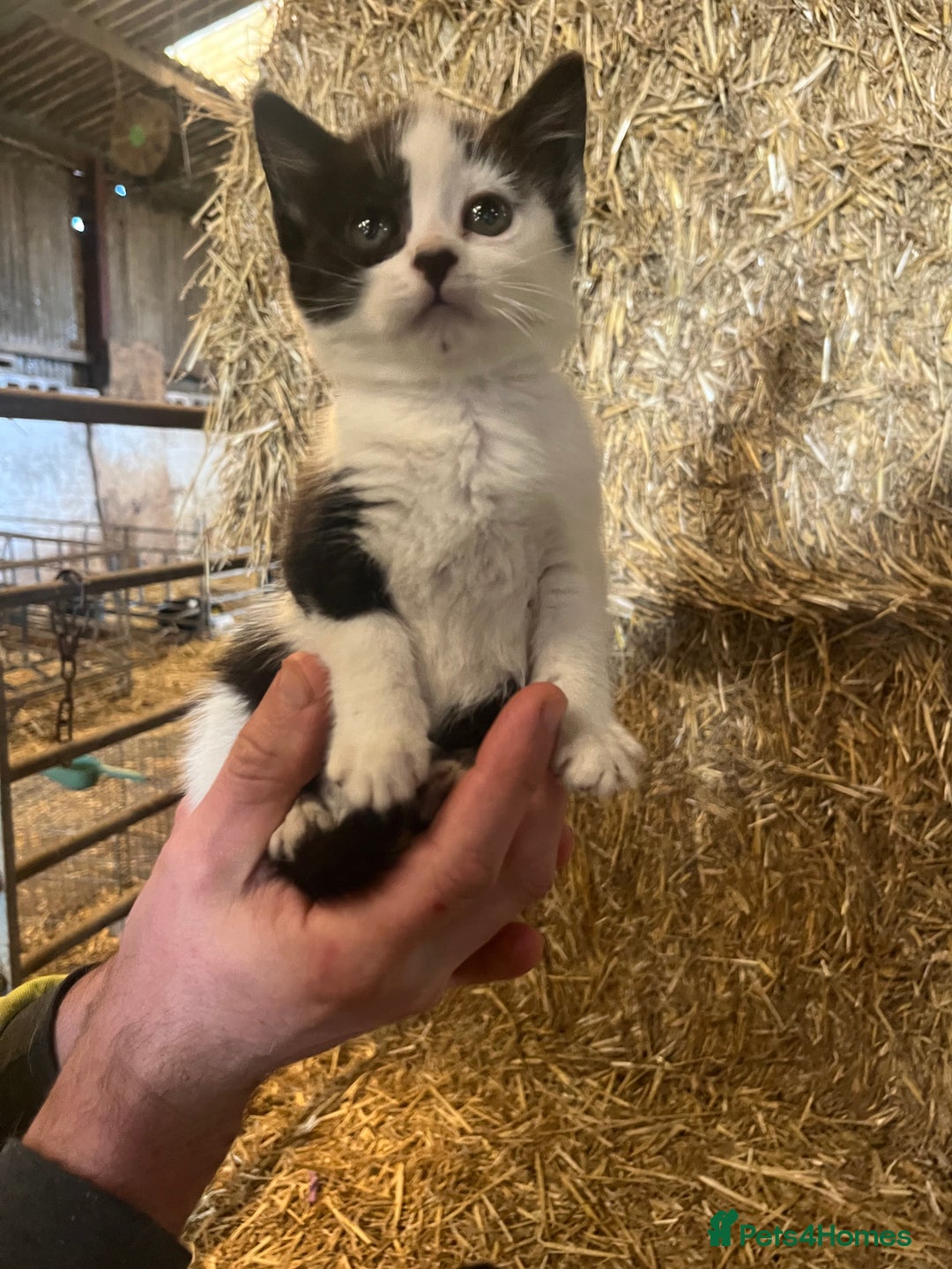 Mixed Breed cats for sale: Beautiful Farm kittens  - Image 6