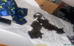 Maine Coon cats for sale: Beautiful Maine coon cross kittens  - Image 11