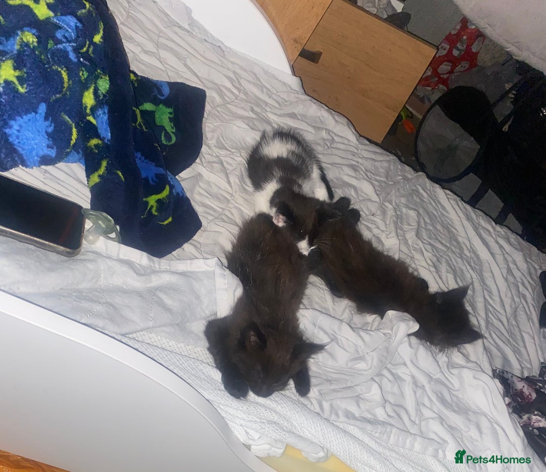 Maine Coon cats for sale: Beautiful Maine coon cross kittens  - Image 11