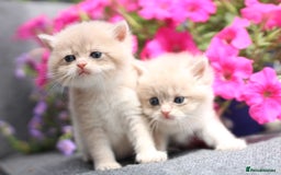 British Shorthair cats for sale: Gorgeous Golden & Blue Golden. Ready now! - Image 15