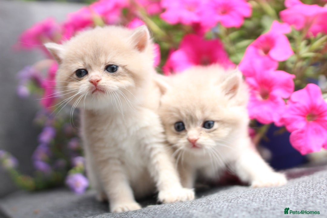 British Shorthair cats for sale: Gorgeous Golden & Blue Golden. Ready now! - Image 15