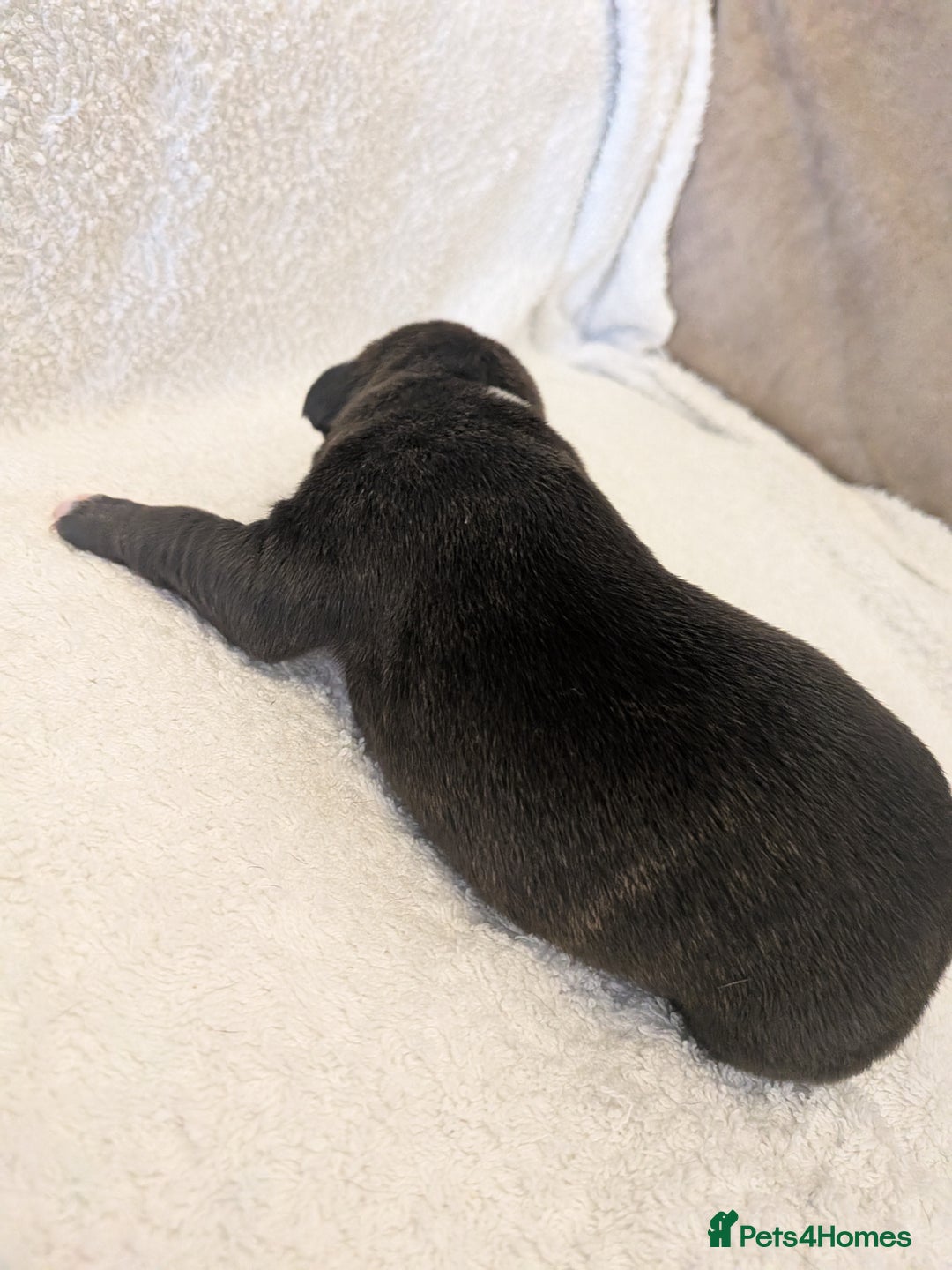 Mixed Breed dogs for sale: Cockerbull puppies  - Image 27