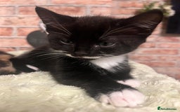 Mixed Breed cats for sale: Last male kitten left!  - Image 3