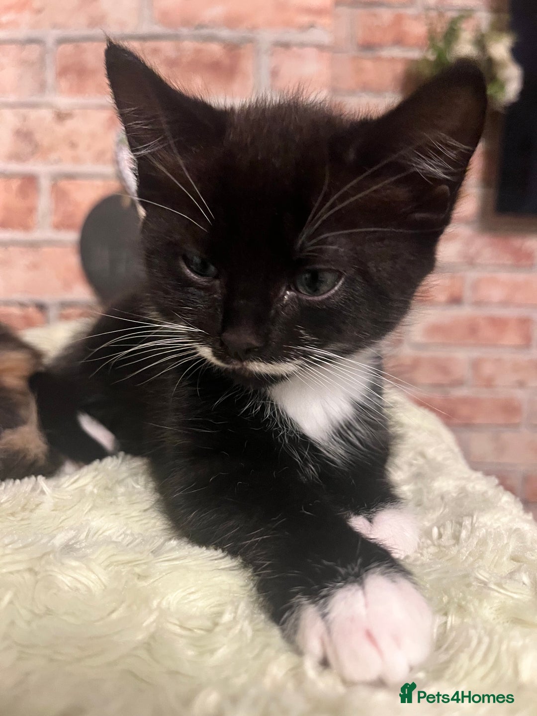 Mixed Breed cats for sale: Last male kitten left!  - Image 3