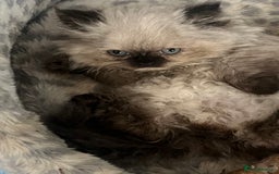 Persian cats for sale: Seal Colourpoint Persian Kittens - Image 4