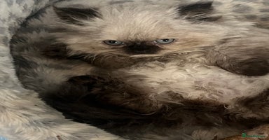 Persian cats - Advert 2
