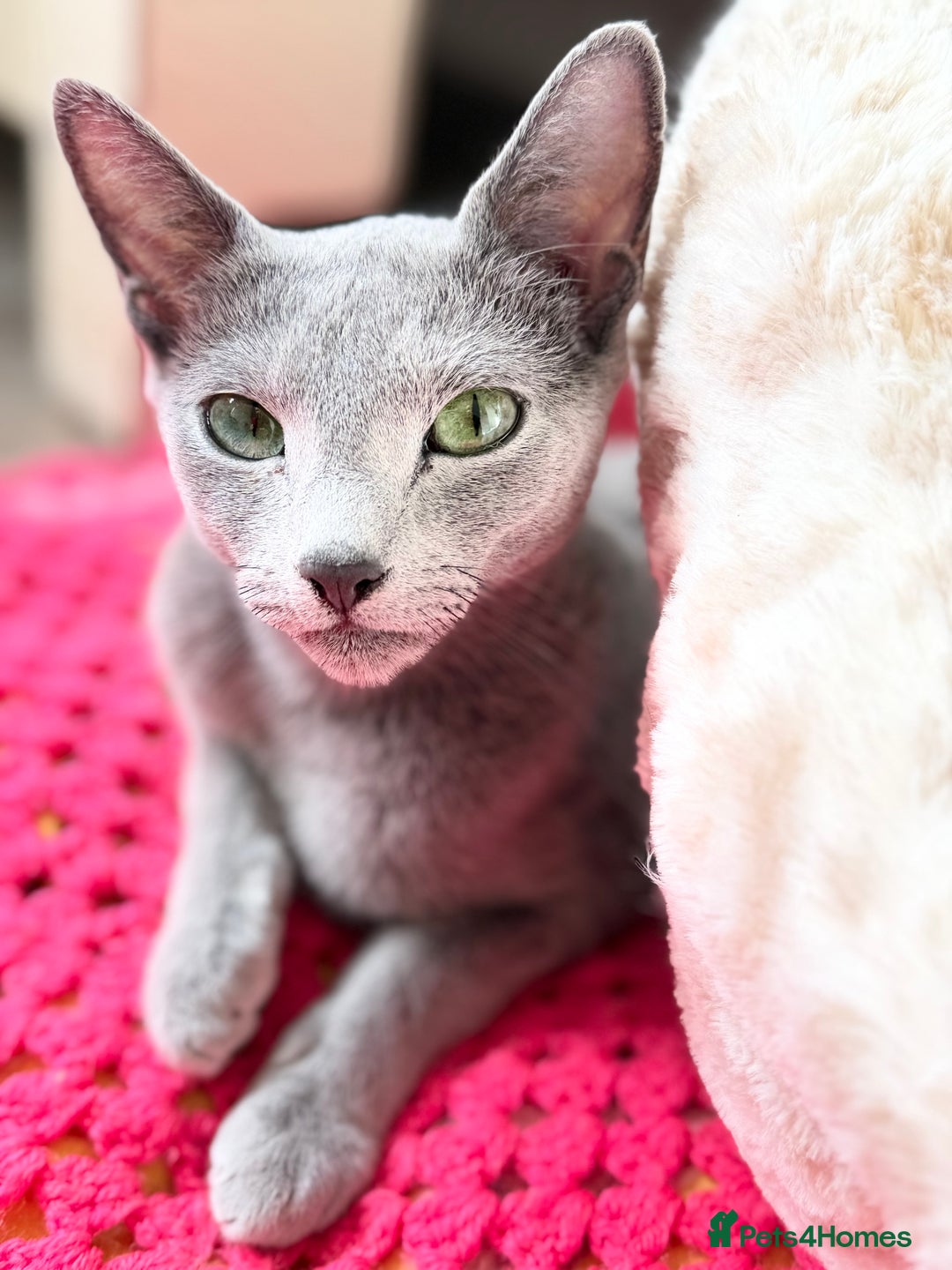 Russian Blue cats for sale: Russian Blue Female ACTIVE, TICA Registered. - Advert 9