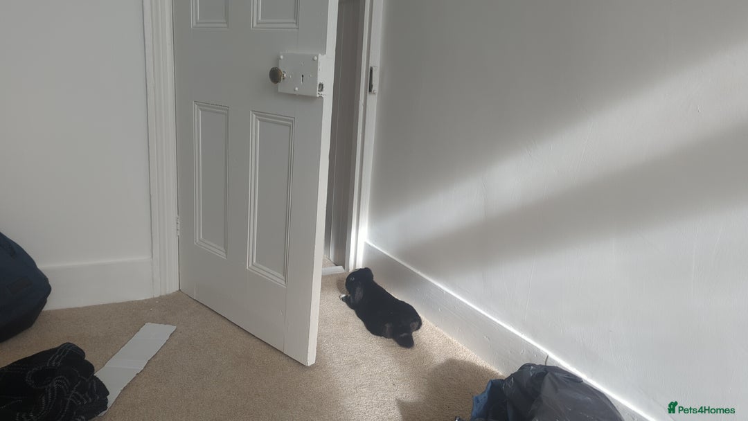 Mini Lop rabbits for sale: Mini Lop for a good home 🥰 - Image 8