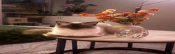 Ragdoll cats for sale: Axel Looking for Forever home  - Advert 6
