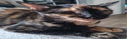 Mixed Breed cats for sale: Cute kittens🐈🐈‍⬛ - Advert 12