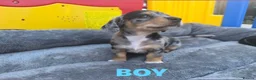 Jackshund dogs for sale: Miniature dachshund x jack Russell puppies  - Advert 2
