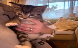 Mixed Breed cats for sale: Mixed bead boys  - Image 2