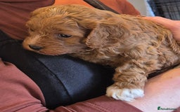 Cavapoo dogs for sale: Top quality Cavapoo pups from proven parents - Image 4