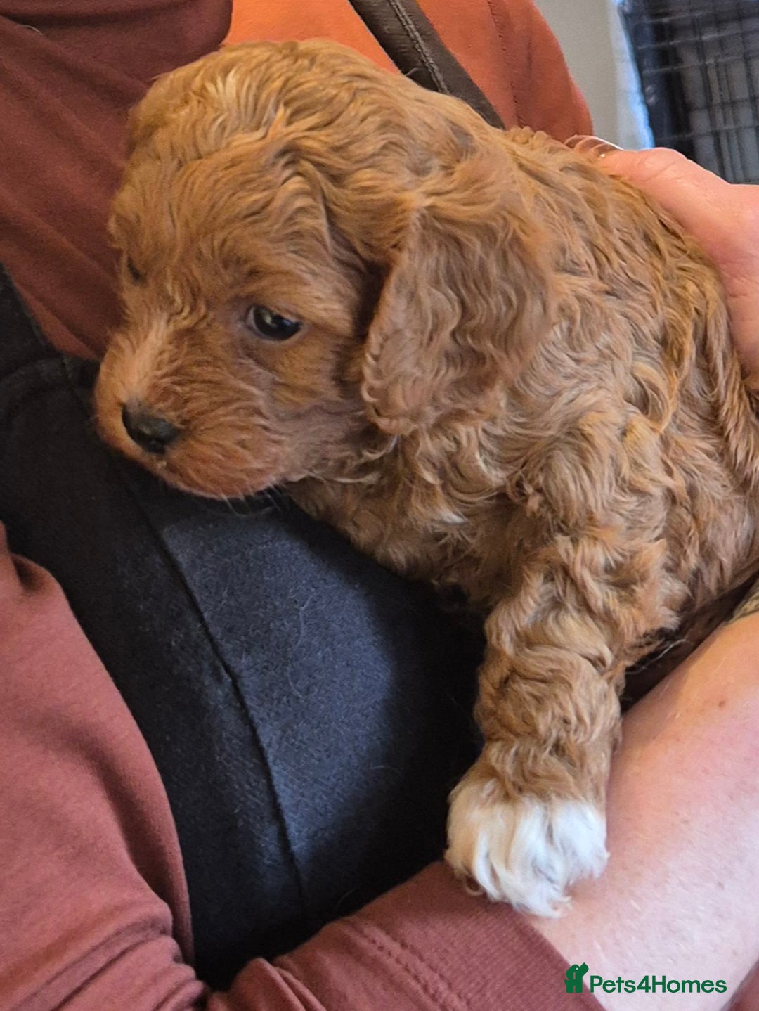 Cavapoo dogs for sale: Top quality Cavapoo pups from proven parents - Image 4