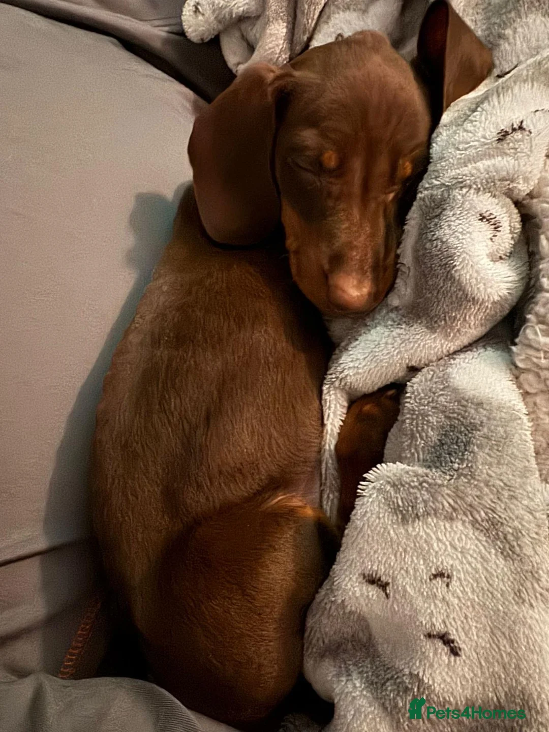 Dachshund dogs for sale: 12 month old Female  - Advert 2