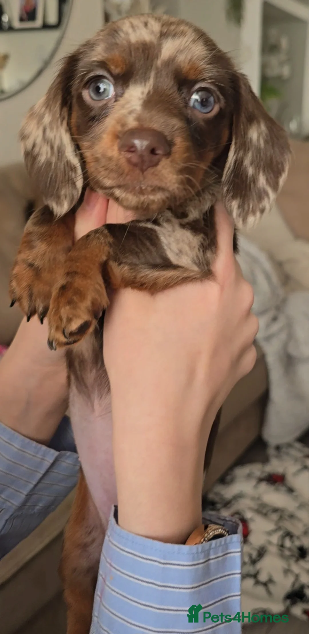 Miniature Dachshund dogs for sale: READY NOW 1 female dapple mini dachshund - Advert 9