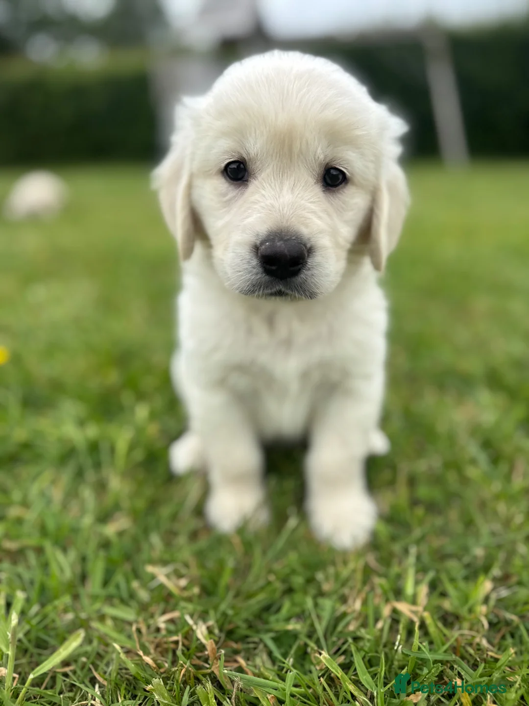 Goldador dogs for sale: GORGEOUS GOLDADOR’S - Advert 1