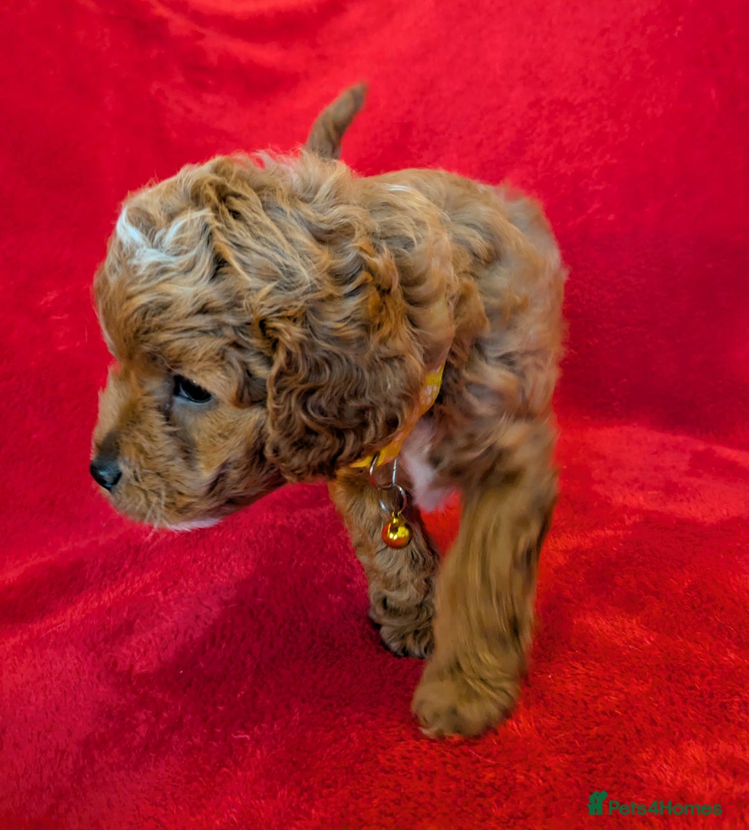 Cavapoo dogs for sale: F2 Cavapoo, Dog breeding license - Advert 9