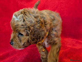 Cavapoo dogs F2 Cavapoo, Dog breeding license - Advert 18