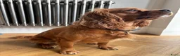 Cavalier King Charles Spaniel dogs for stud: Cavalier King Charles Spaniel for stud  - Advert 3