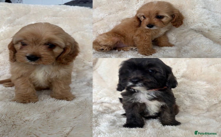 Cavapoo dogs - Advert 1