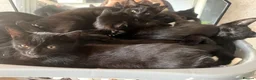 Mixed Breed cats for sale: six beautiful black kittens - Advert 3