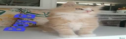 Maine Coon cats for sale: Maine Coon Family "Puuure Love" kittens available  - Advert 8